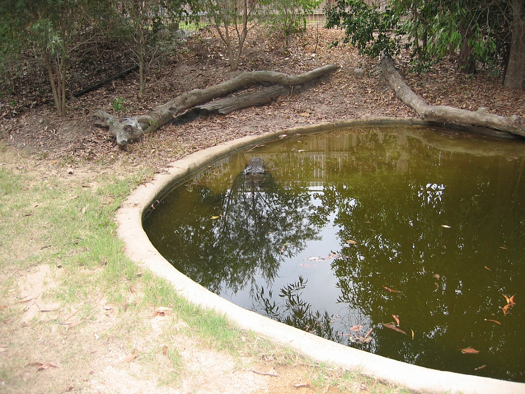 210 Hartley's Crocodile Farm.jpg